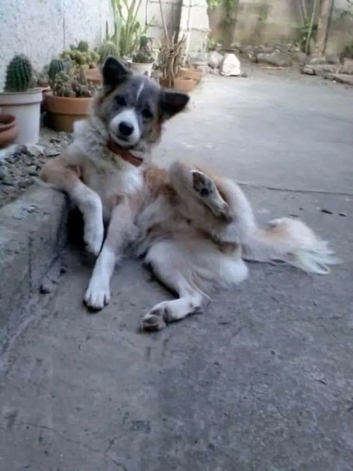 Decidieron comportarse como un humano cualquiera