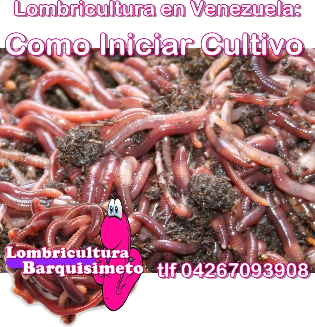 Lombricultura en Venezuela: Como iniciar cultivo