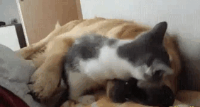 21 Personas q intentaron q perros y gatos se llevaran bien