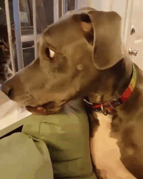 21 Personas q intentaron q perros y gatos se llevaran bien