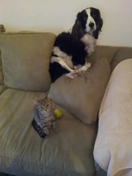 gatos