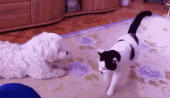 risas