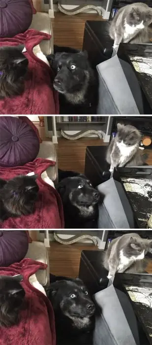 21 Personas q intentaron q perros y gatos se llevaran bien