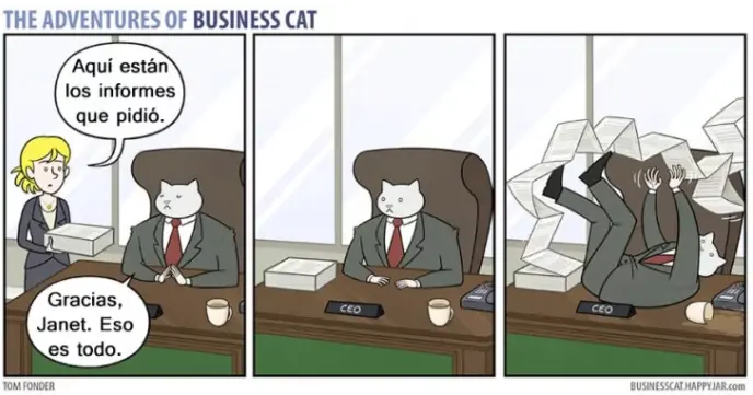 gato