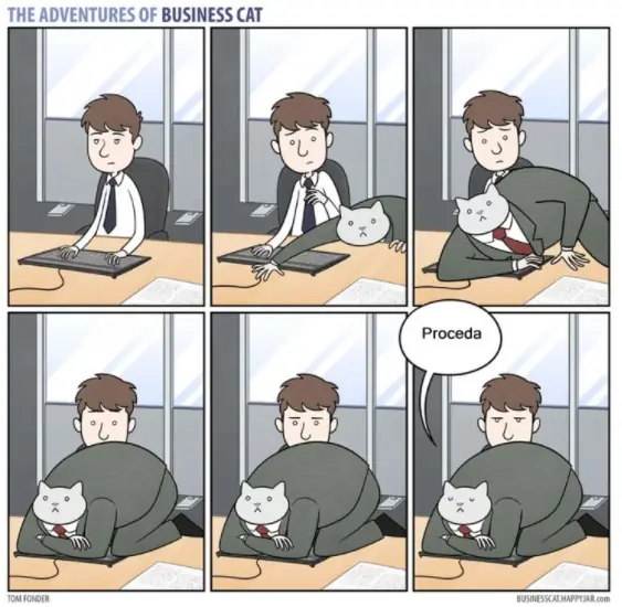 gato