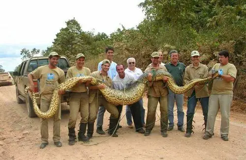 Animales Animales