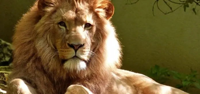 Esta es la razón por la que los leones tienen melena