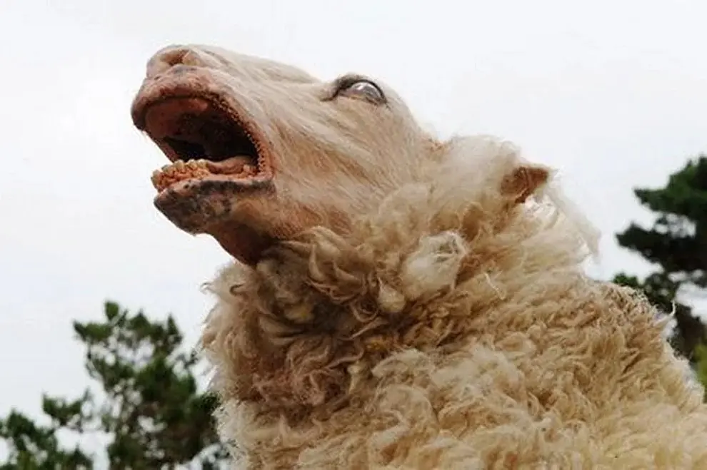 murieron