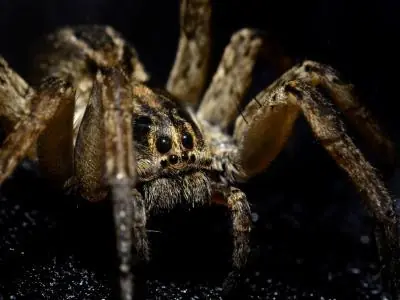 El miedo a las arañas y serpientes es innato