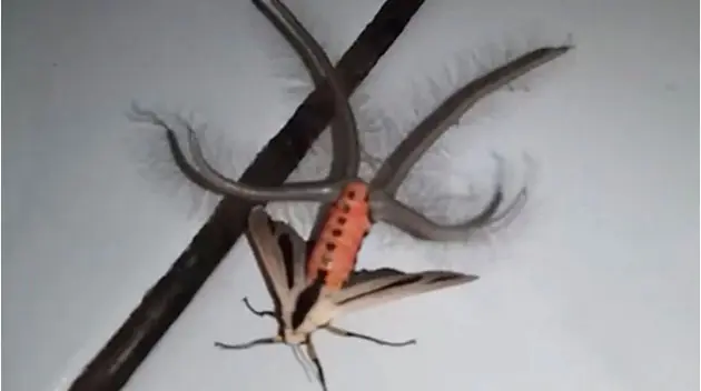 La verdad detrás del “insecto alienígena” de Indonesia