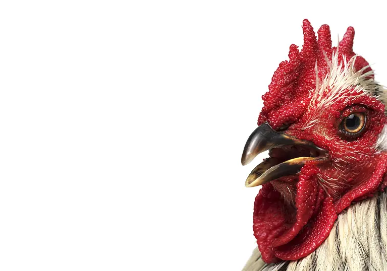 gallina gallina