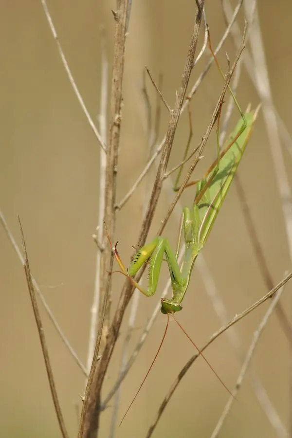 resident