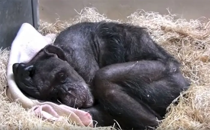 Chimpancé con 59 años, reconoció a su antiguo cuidador