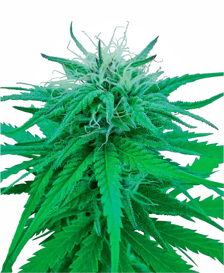 Marihuana y Salud ! Ruderalis Indica Medinal