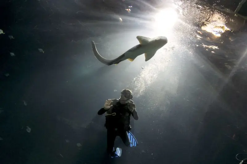 Organismo de una sola célula que come cerebros