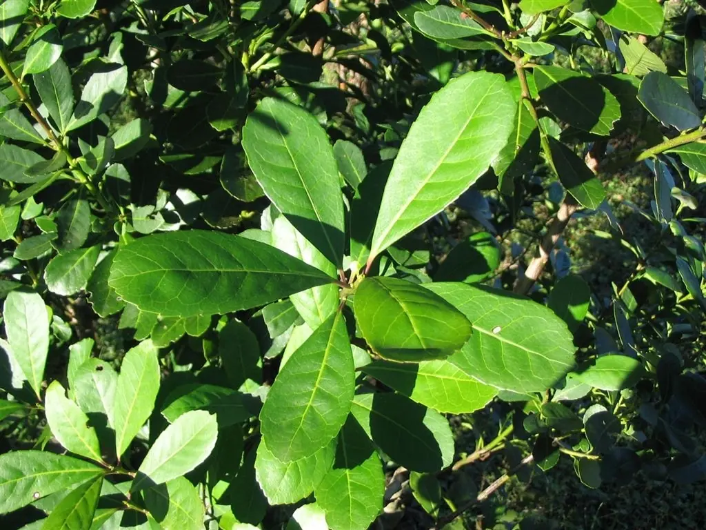 Yerba ancestral