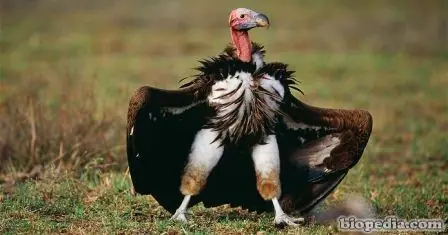 Te adelanto el cambio de votos para el 2019 (te digo quien)