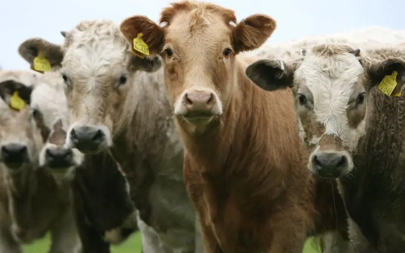 Enterrar calzoncillos para mejorar la calidad de su carne