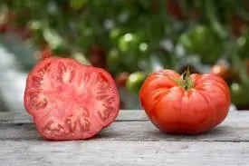 Tomate alienigena