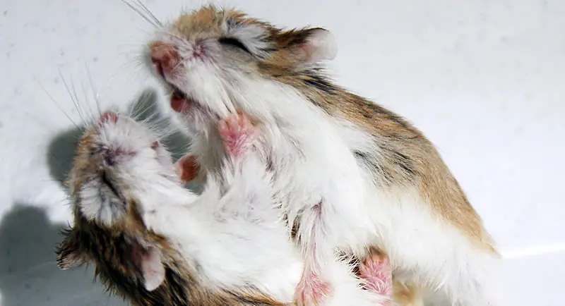 Por qué algunos animales se comen a sus crías?