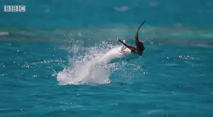 Peces cazando pájaros el fragmento del documental de la BBC