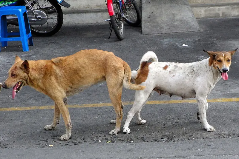 pene atrapado