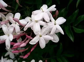 Jasmin (poema propio)