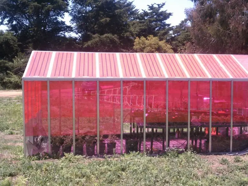 Estos invernaderos rosas generan electricidad. . .