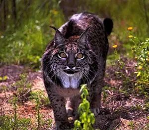 lince