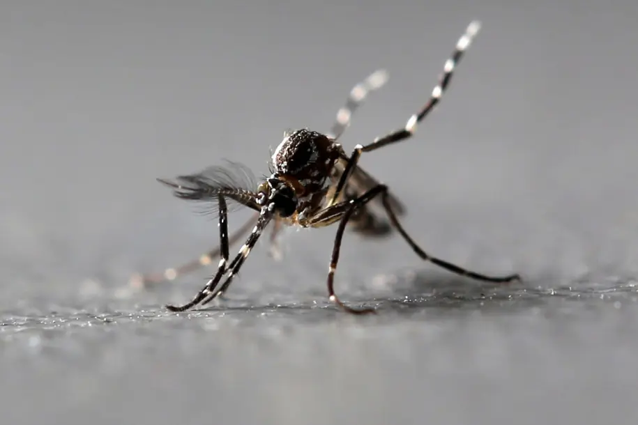 Estados Unidos aprueba insectos cultivados en laboratorio