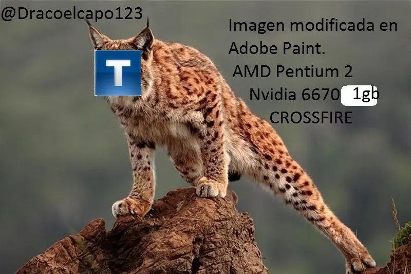 Fotos e informacion sobre vos,Lince
