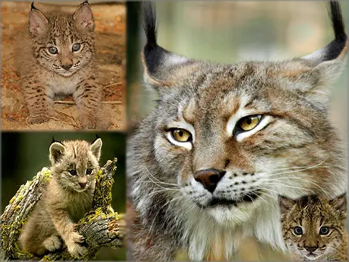 lince