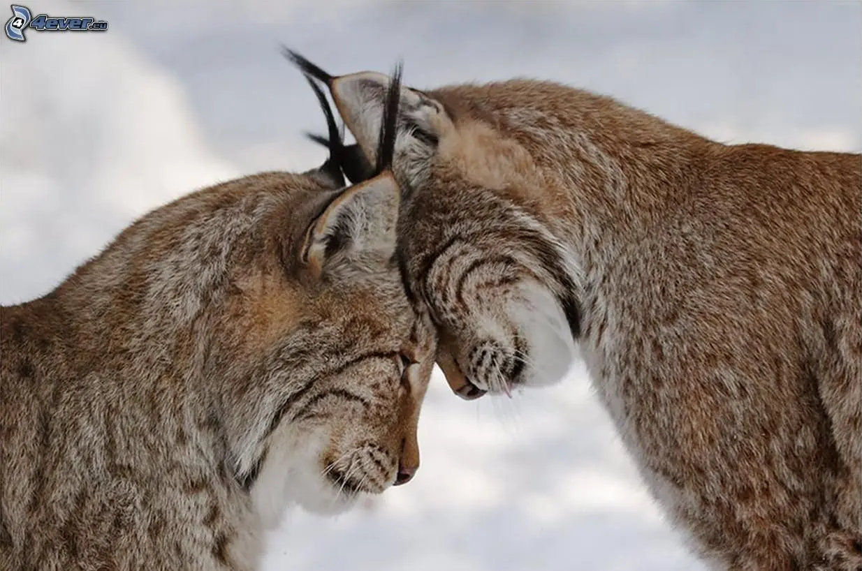 Fotos e informacion sobre vos,Lince