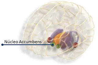 Neurociencias: Tendemos a acumular cosas