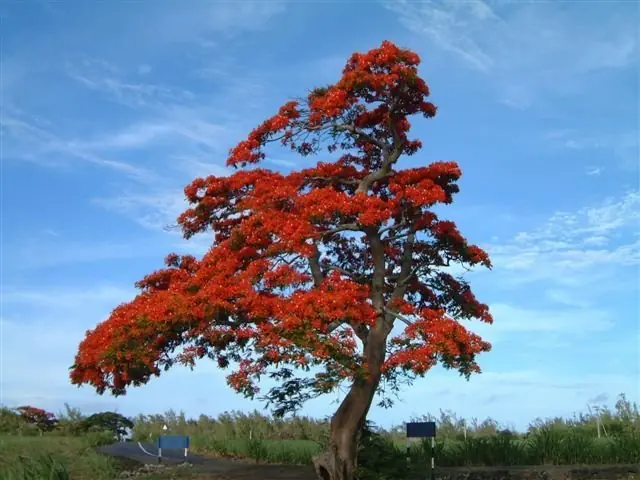 isla mauricio
