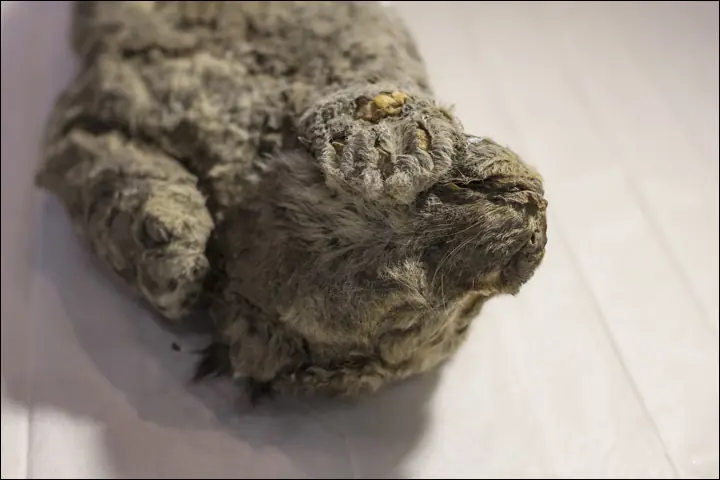 Hallan un cachorro de leon de las cavernas en perfecto