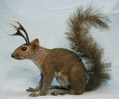 taxidermia