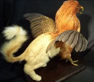 taxidermia