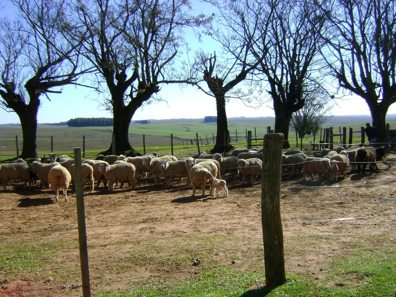 pampas
