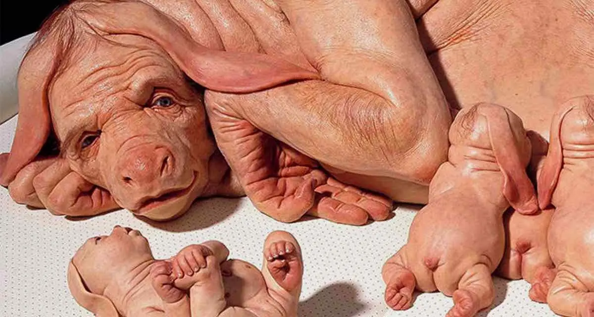 Crean un híbrido entre cerdo y humano