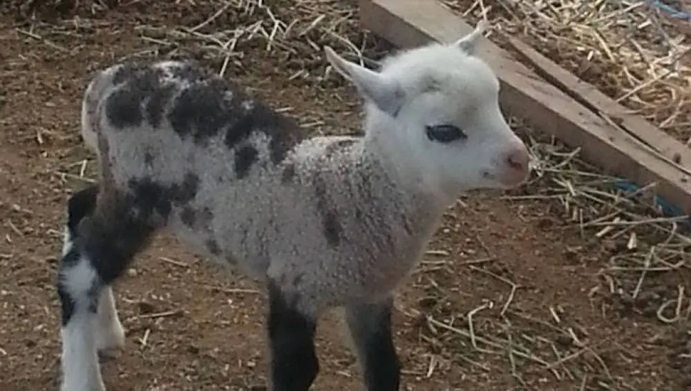 La triste historia de Oliver el “chimpancé humano”