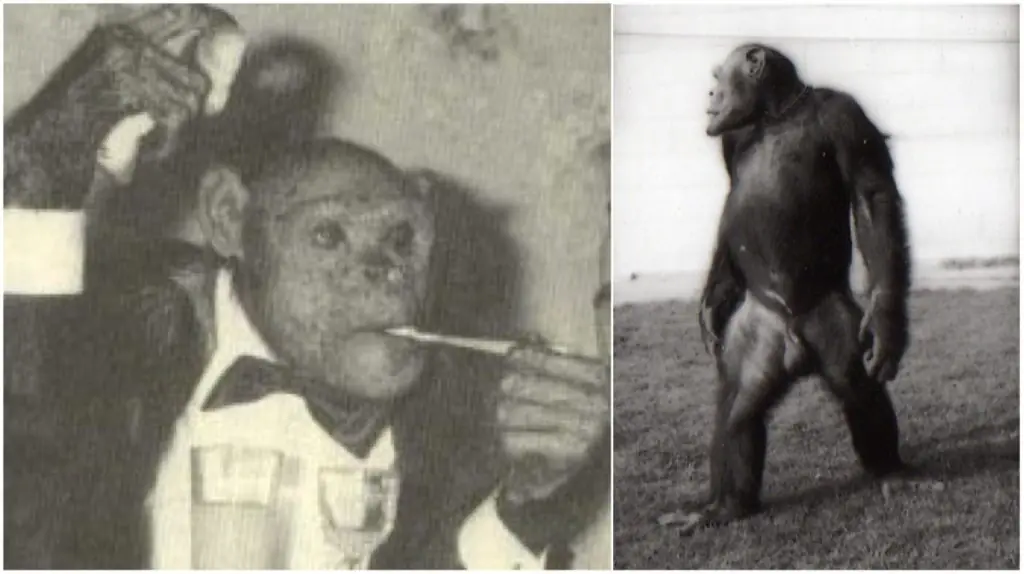La triste historia de Oliver el “chimpancé humano”