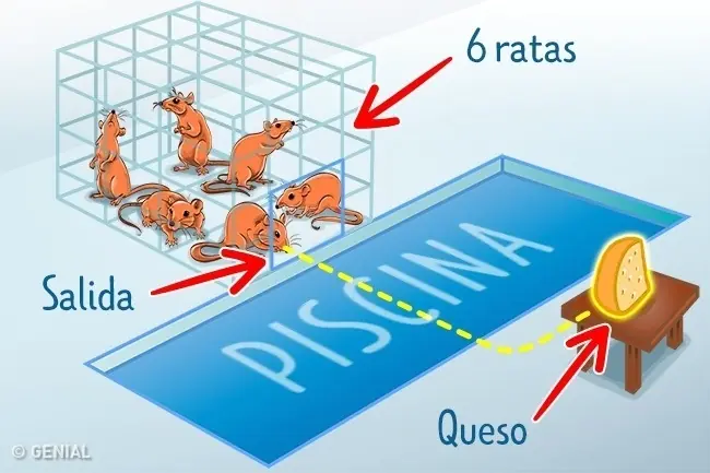 Experimento con ratas demostró cómo se comporta la gente