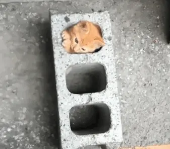 gatos