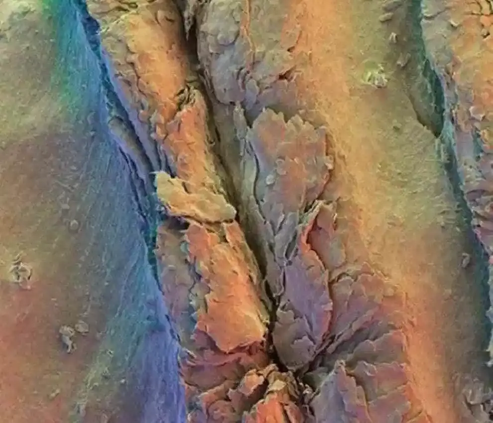 microscopicas