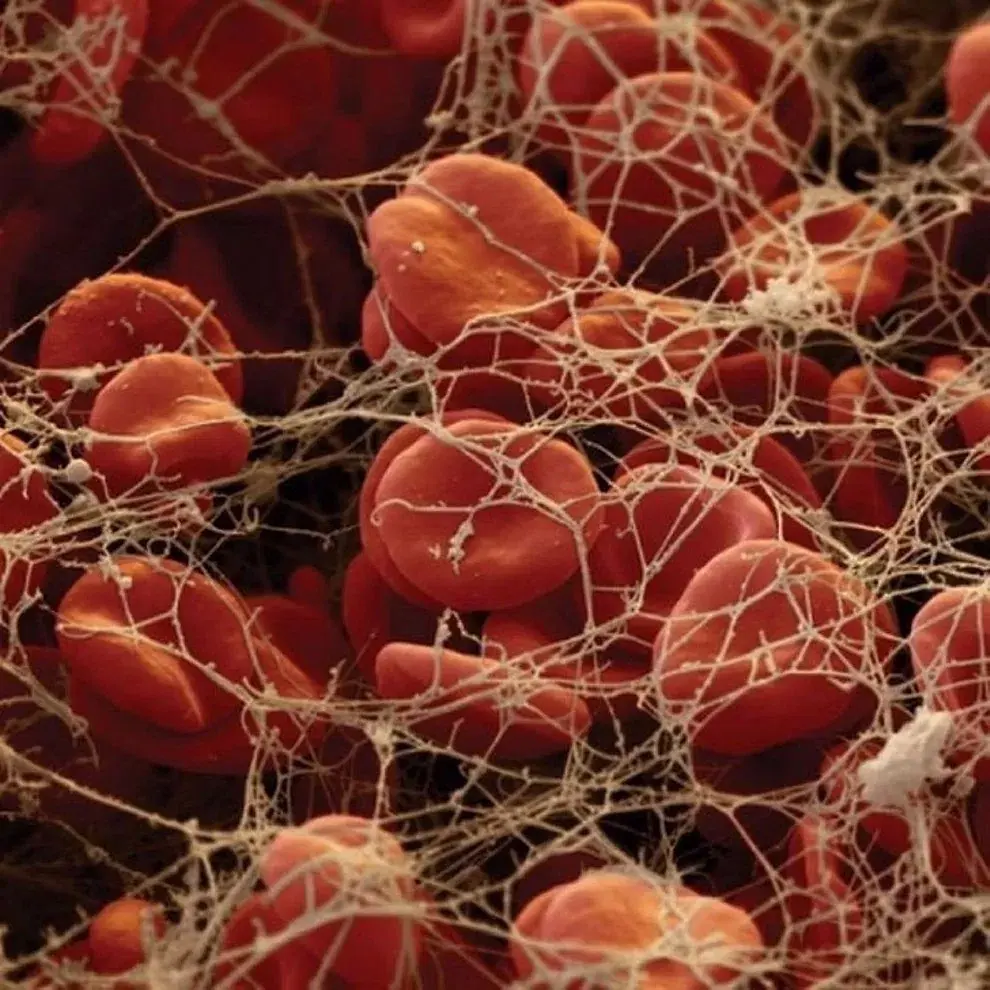 microscopicas