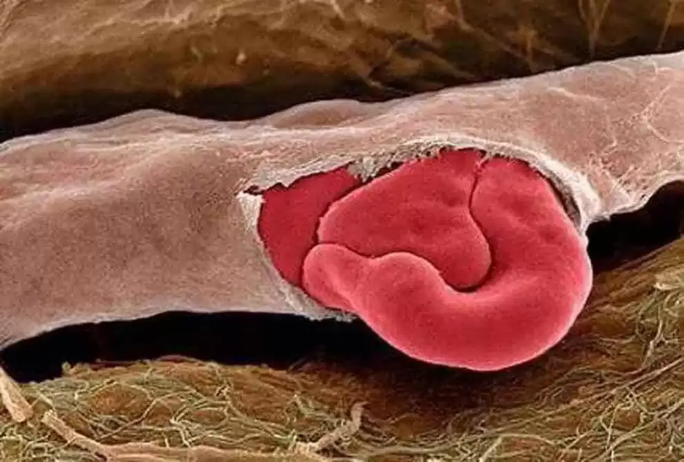 Cuerpo humano: 18 fotos microscópicas