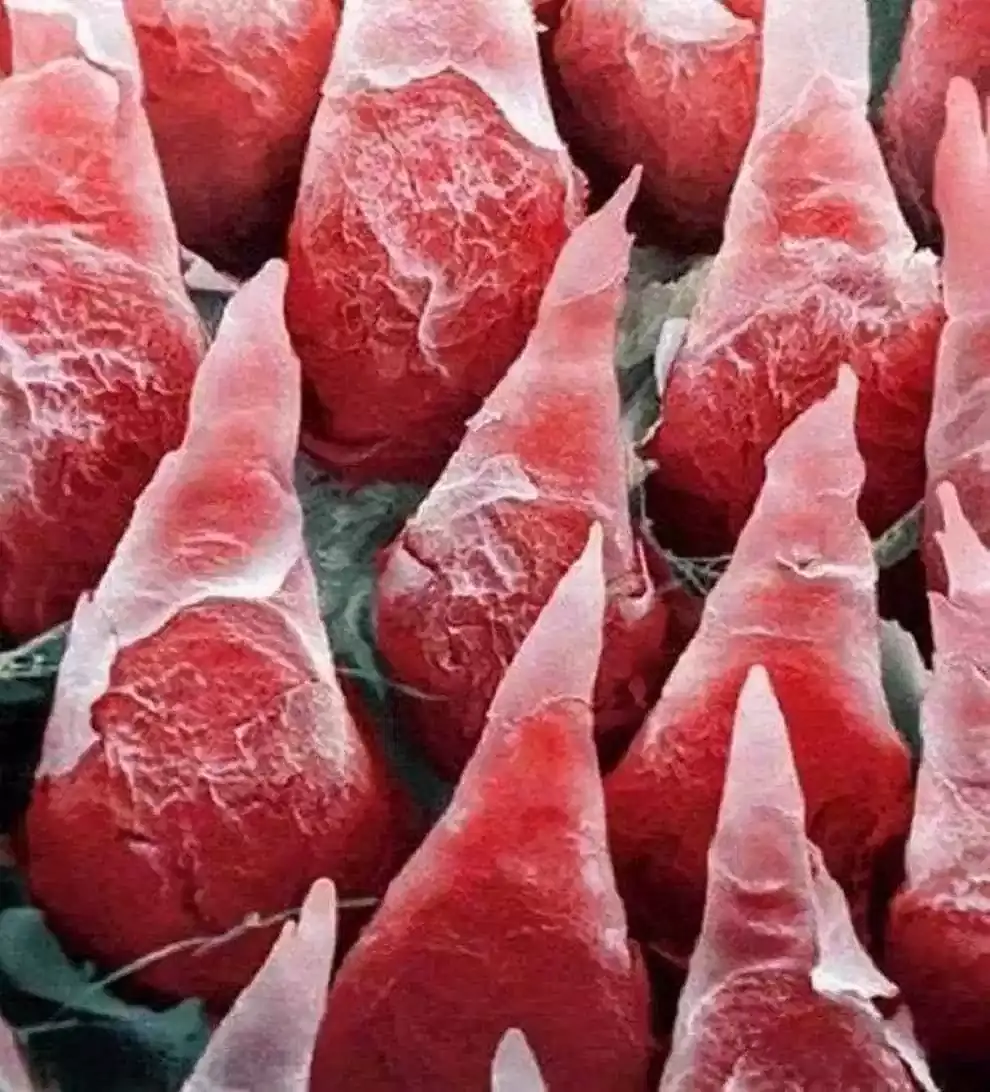 Cuerpo humano: 18 fotos microscópicas