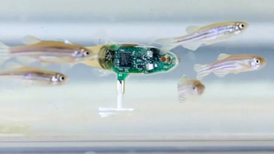 Crean robot capaz de modelar el comportamiento de los peces