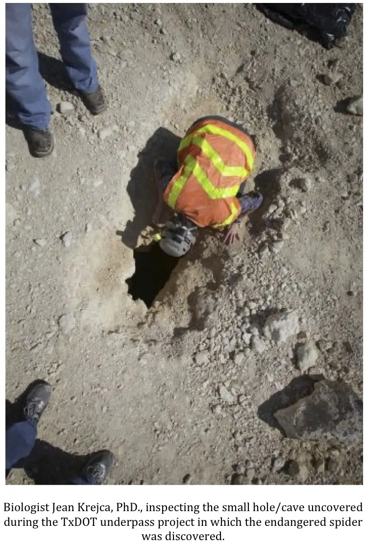 La araña que frenó la construcción de una autopista